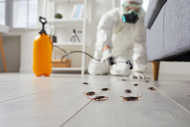 Commercial Rodent Management in Morocco